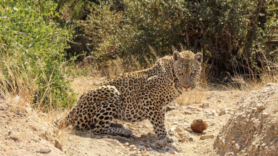 【DAY221・南アフリカ】クルーガー国立公園で早朝サファリ！至近距離であの動物と遭遇🐆