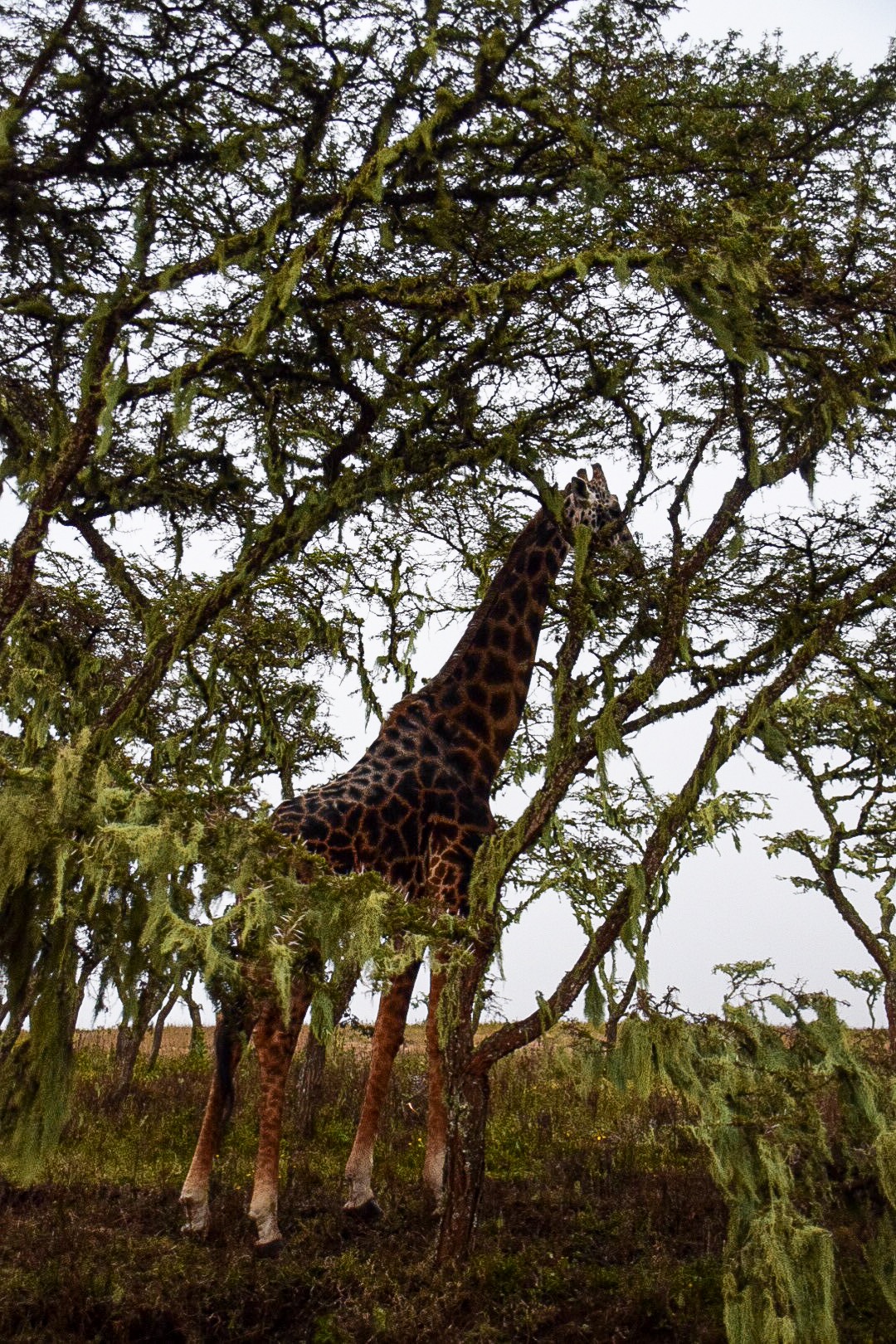 Day8 タンザニア サファリツアー最終日 ンゴロンゴロ自然保護区は動物達の楽園 ぷちゅ旅