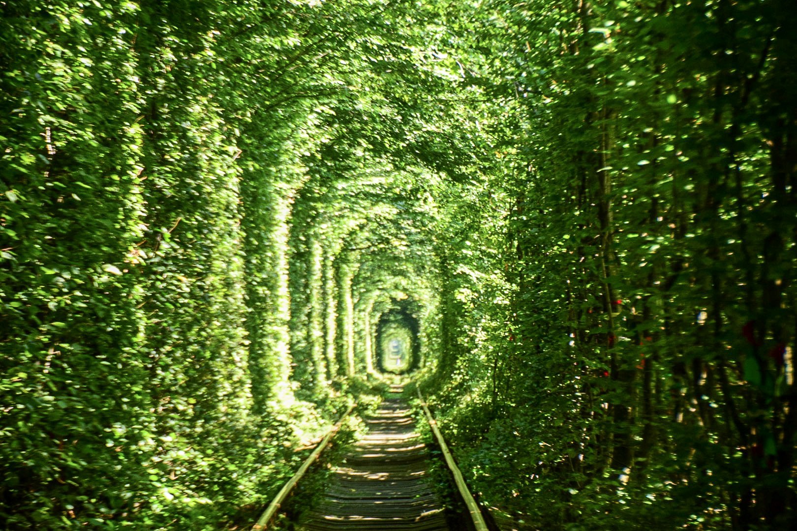 【DAY244・ウクライナ】ウクライナの絶景「愛のトンネル」へ🌳