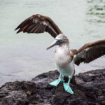【DAY331・ガラパゴス諸島】トルトゥーガ ベイ（Tortuga Bay）でアオアシカツオドリに遭遇🦅